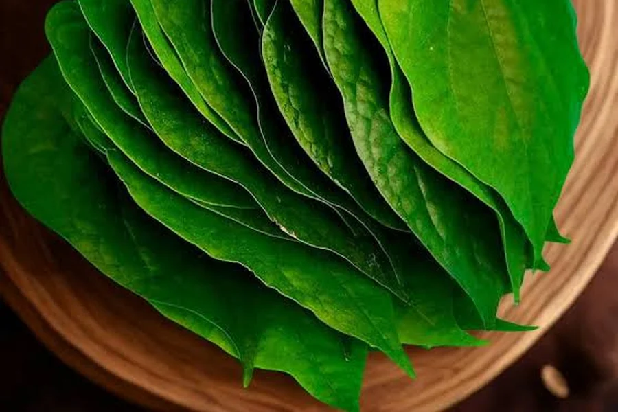Mysore betel leaf