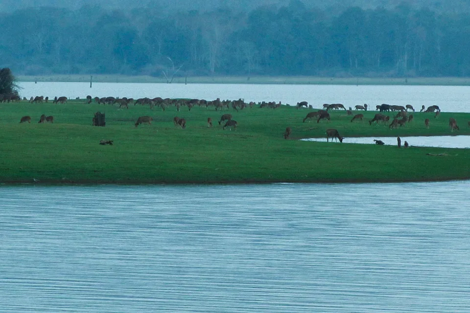 Kabini Backwater
