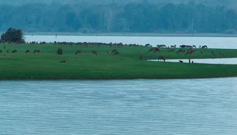 A herd of chital on the Kabini backwaters