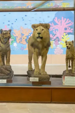 Regional Museum of Natural History