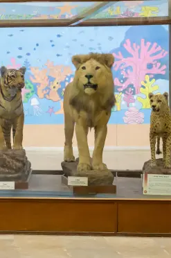 Regional Museum of Natural History