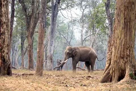 Nagarahole