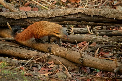 Nagarahole