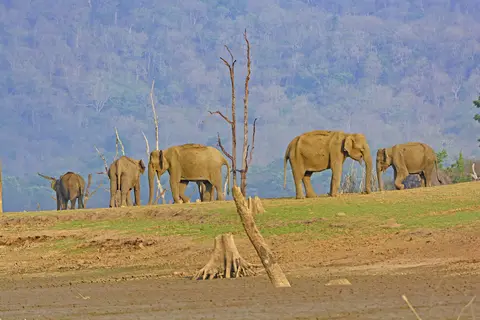 Nagarahole