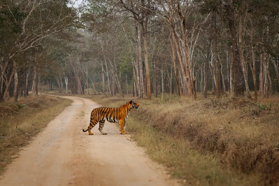 Nagarahole Tiger Reserve