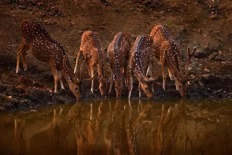 Nagarahole