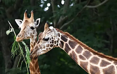 Sri Chamarajendra Zoological Gardens