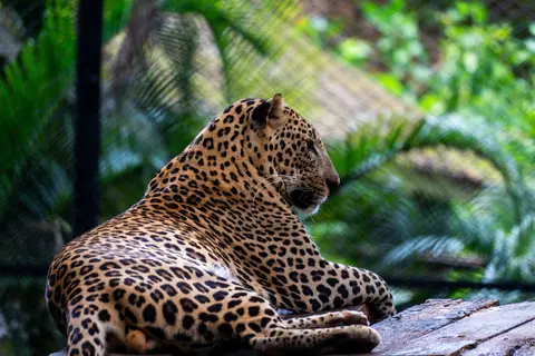 Sri Chamarajendra Zoological Gardens