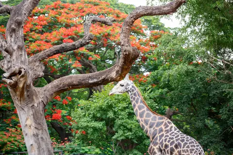 Sri Chamarajendra Zoological Gardens