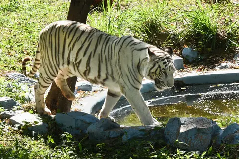 Sri Chamarajendra Zoological Gardens