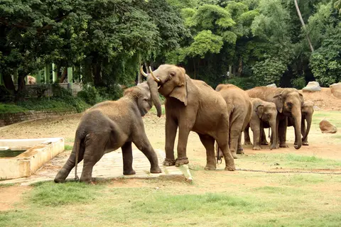 Sri Chamarajendra Zoological Gardens