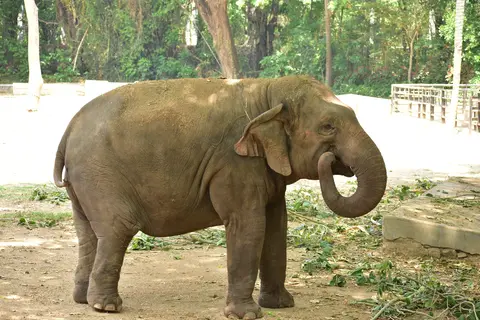 Sri Chamarajendra Zoological Gardens