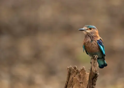 Nagarahole Tiger Reserve