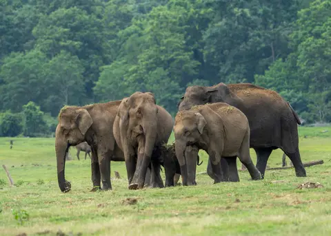 Nagarahole Tiger Reserve