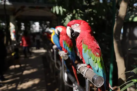 Shukavana