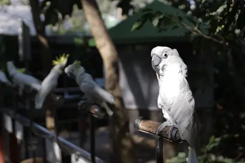 Shukavana