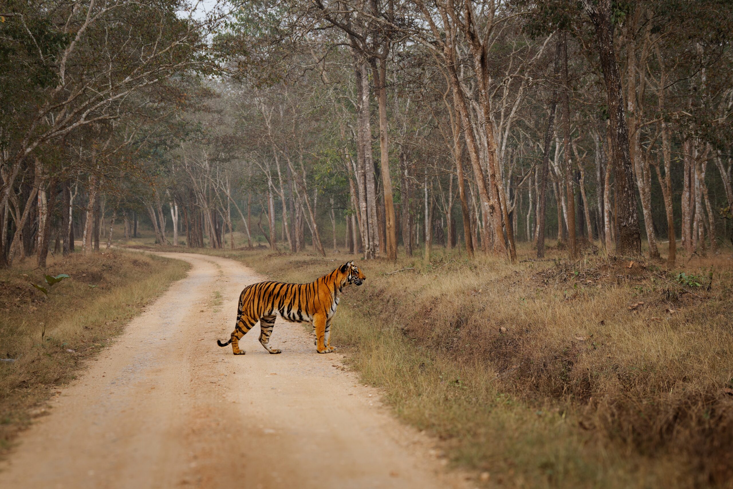 Nagarahole