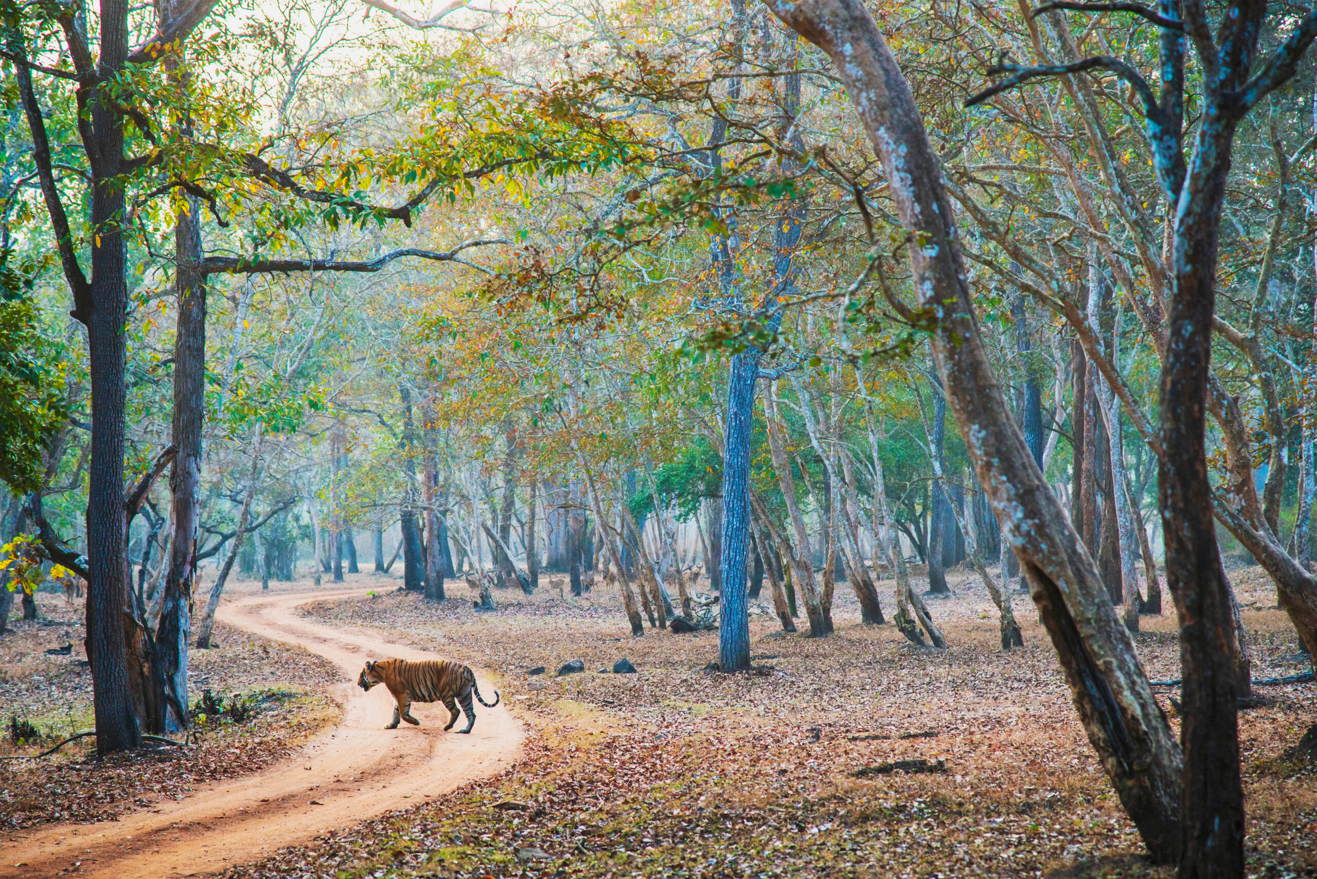 Nagarahole
