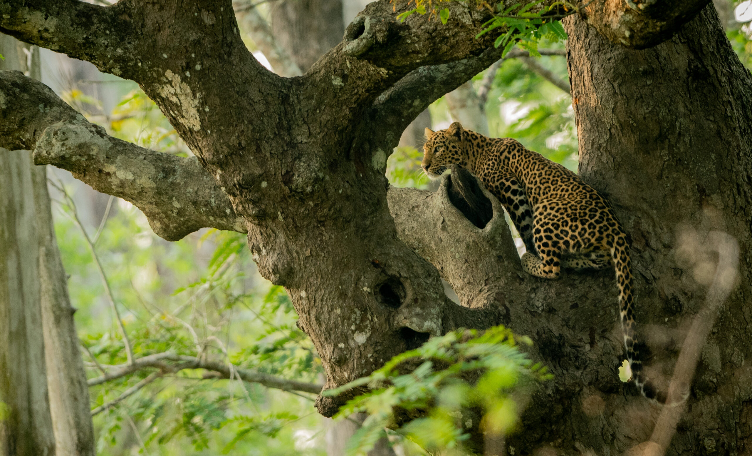 Nagarahole