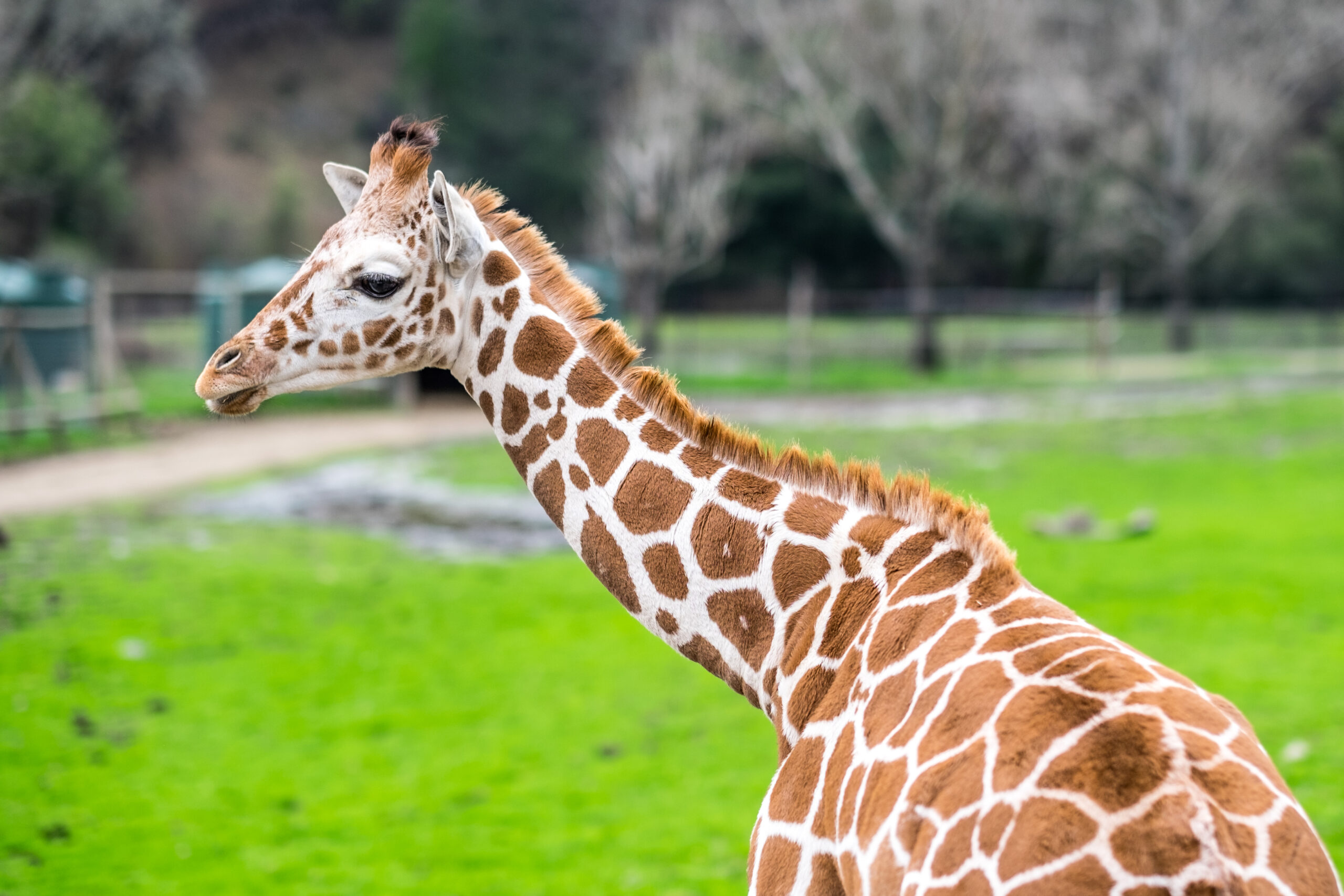 Standing,Giraffes,By,A,Fence